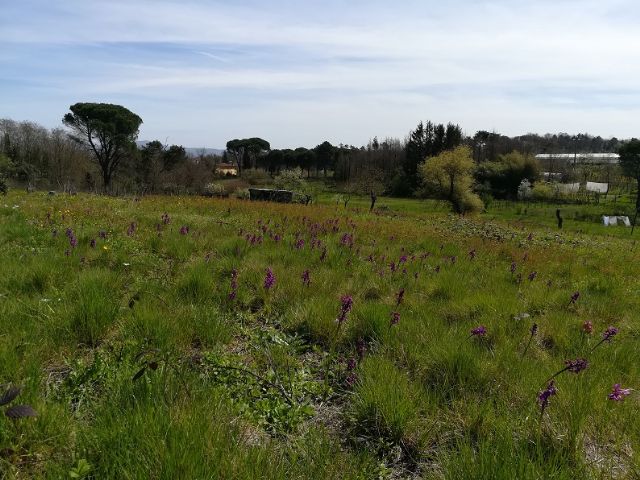 Un Prato di Anacamptis morio